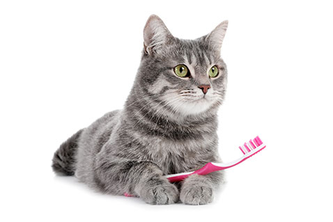 cat dental cleaning